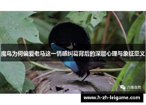 魔鸟为何偏爱老马这一情感纠葛背后的深层心理与象征意义